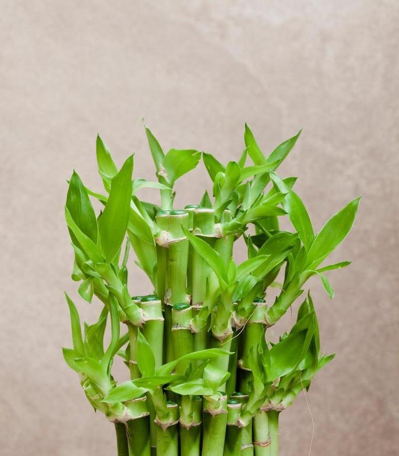 百合花与富贵竹的搭配及其象征意义（揭示寓意深远的花卉与竹子组合之美）