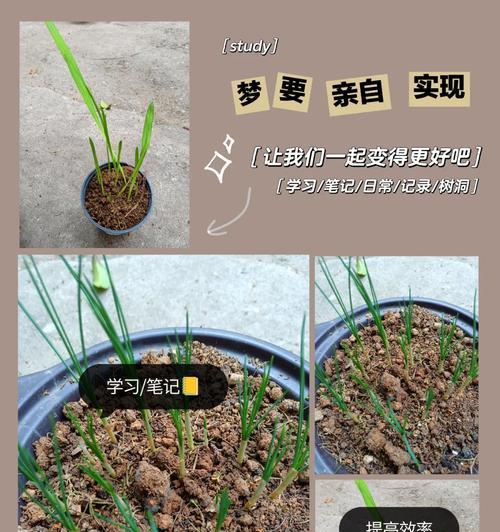 小苍兰（小苍兰的花语与传说，美丽散发人间）