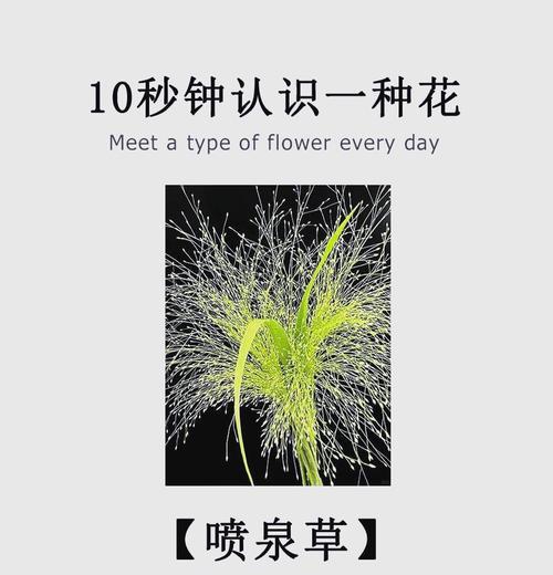 花与狼（揭示花与狼的深刻花语，探索两者间的神秘联系）