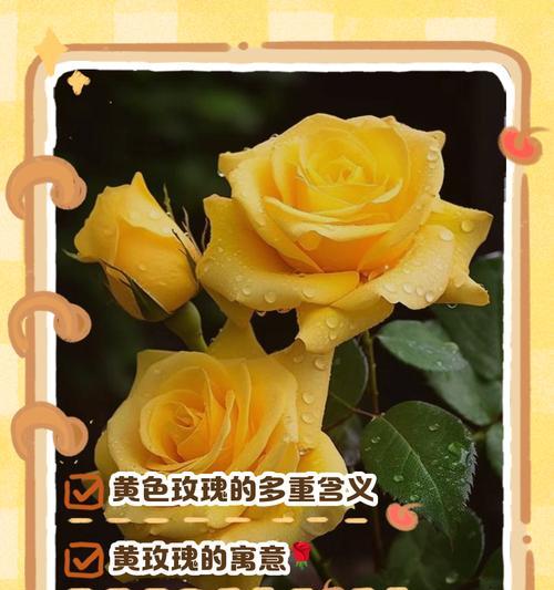 55朵玫瑰花的花语及意义（揭示55朵玫瑰花所代表的浪漫和热情）
