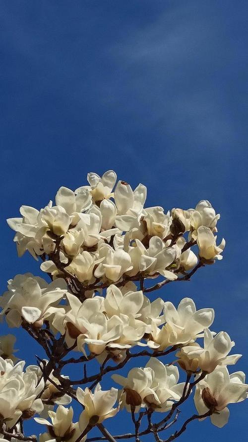 白玉兰花——生命之美（探寻白玉兰花的花语与意义）