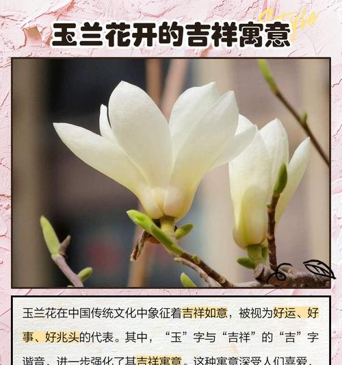 白玉兰花——生命之美（探寻白玉兰花的花语与意义）