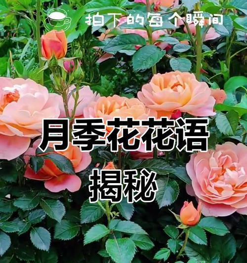 月季花语（解读月季花的神秘意义，感受花开的诗意人生）