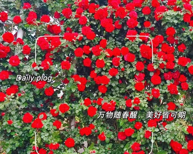 月季花语（解读月季花的神秘意义，感受花开的诗意人生）