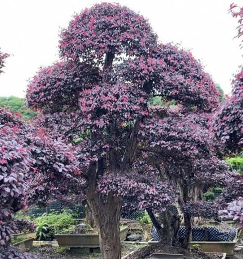 红花继木（红花继木的花语及象征意义）