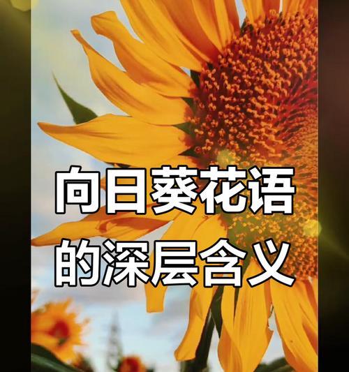 向日葵（以向日葵的寓意和花语探索自我成长与奋斗的力量）