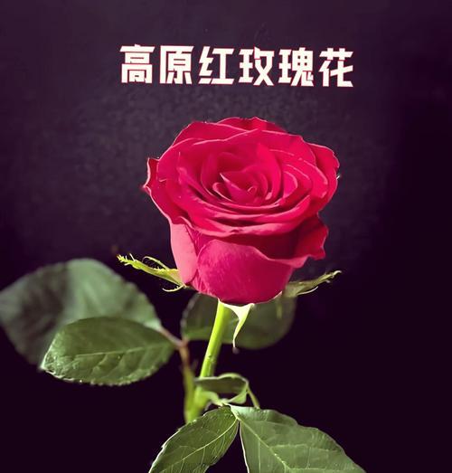 红玫瑰的花语（红玫瑰的花语及其代表的含义）