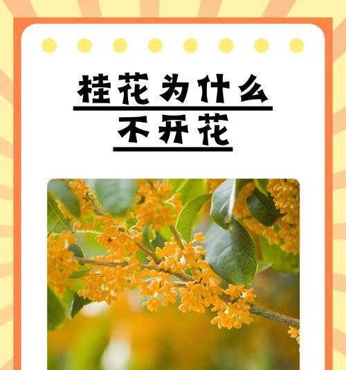 桂花花语与寓意（桂花花语的意义及传承）