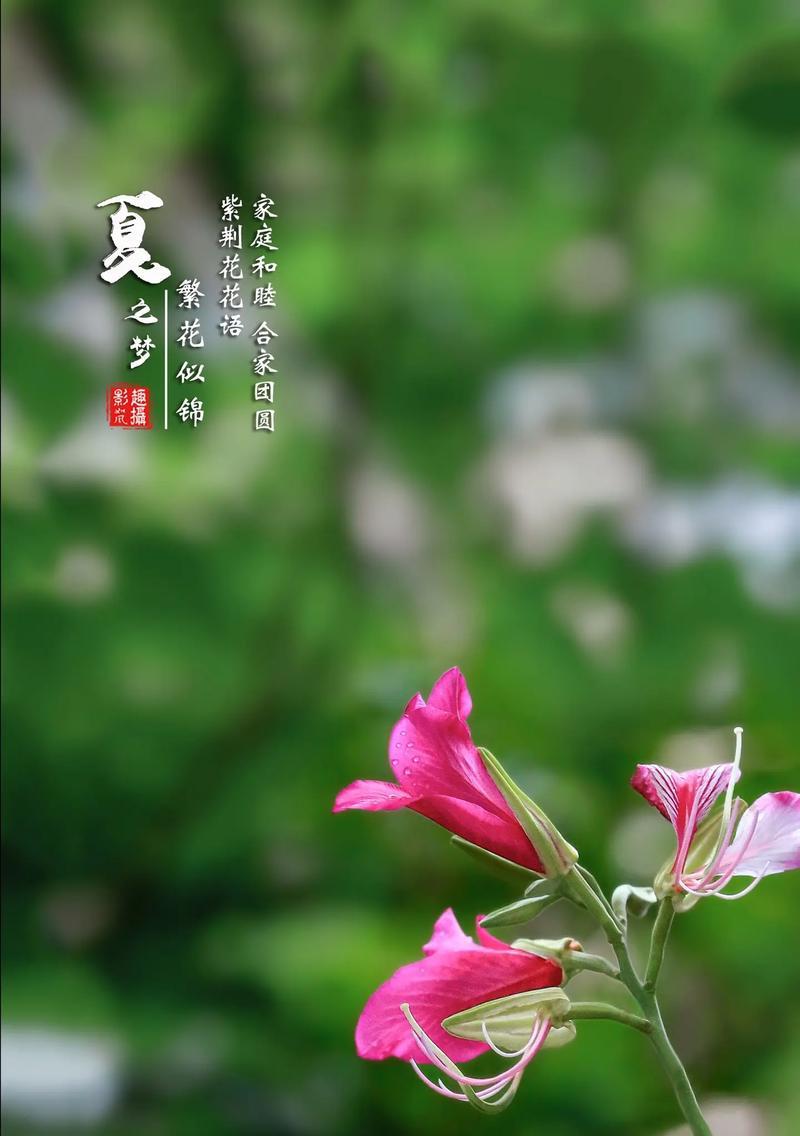 梦境花语（以风信子之花语描绘梦境之美）