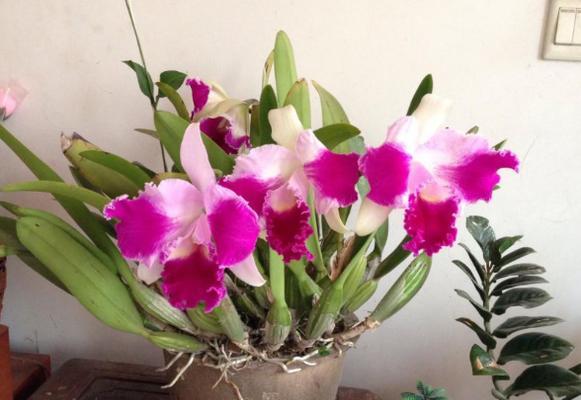 洋兰花的象征意义及魅力（探索洋兰花背后的深层含义）