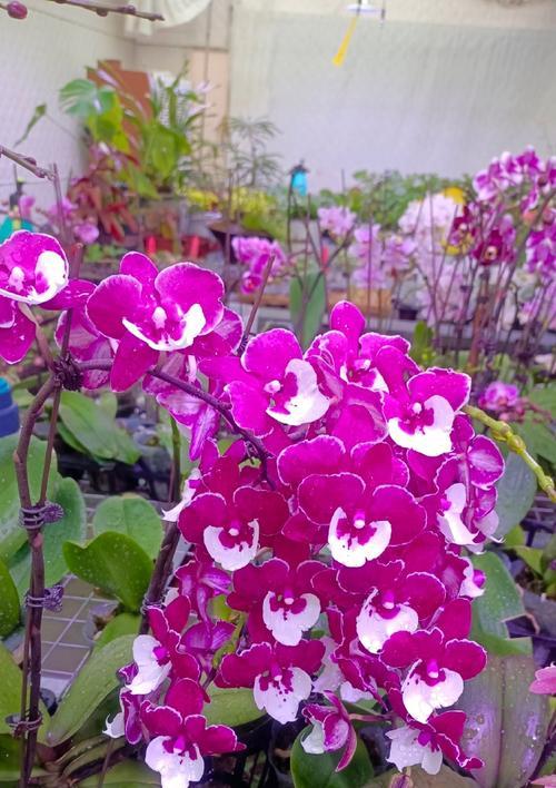 洋兰花的象征意义及魅力（探索洋兰花背后的深层含义）