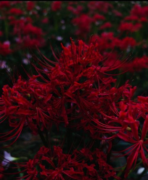 花朵与死亡（以鬼百合为的花朵象征死亡的传说）