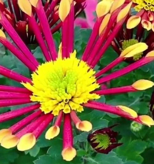 烟花菊——绽放炫丽的生命之花（寓意深远的烟花菊，传达出美好的情感与祝福）
