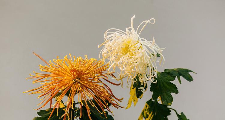 烟花菊——绽放炫丽的生命之花（寓意深远的烟花菊，传达出美好的情感与祝福）