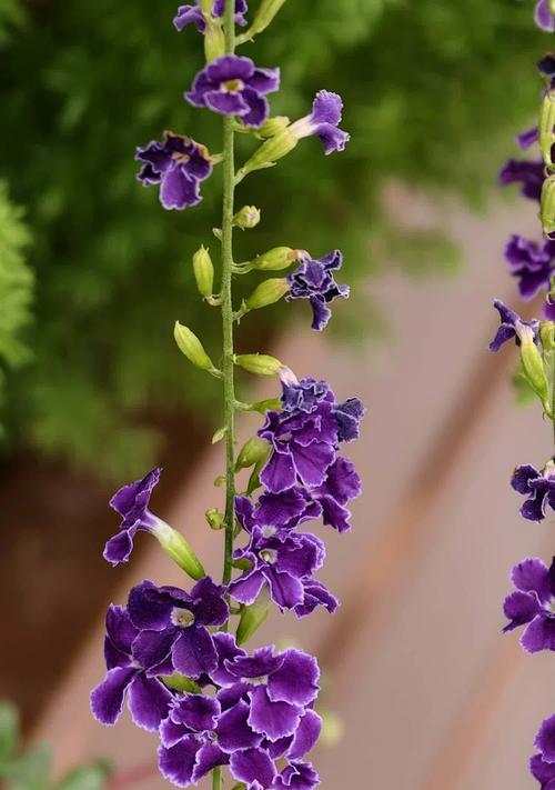以假连翘花的寓意和象征（探索假连翘花的象征意义及其在文化中的应用）