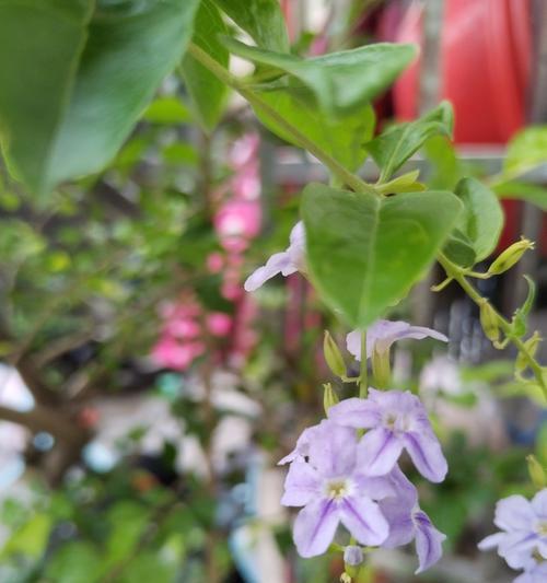 以假连翘花的寓意和象征（探索假连翘花的象征意义及其在文化中的应用）