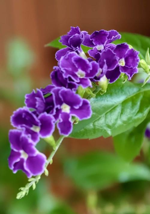 以假连翘花的寓意和象征（探索假连翘花的象征意义及其在文化中的应用）