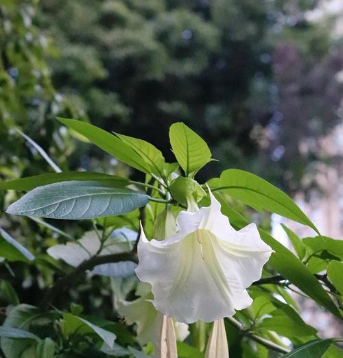 曼陀罗花（揭开曼陀罗花的花语与寓意，探索其深层内涵）