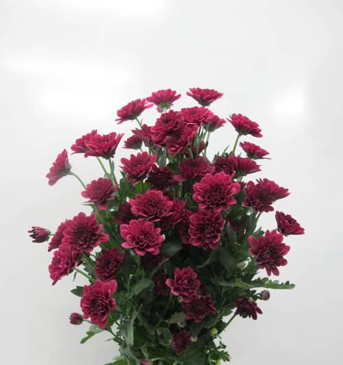 小雏菊的花语与意义（小雏菊的花语是什么？探寻这朵可爱花朵的内涵）