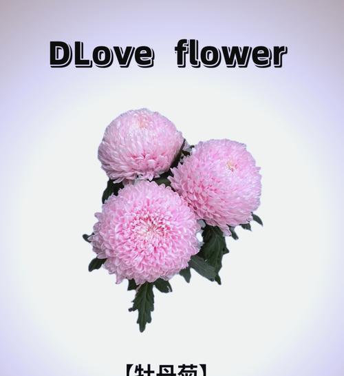 牡丹花（绽放多彩的牡丹，寓意美好与繁荣）