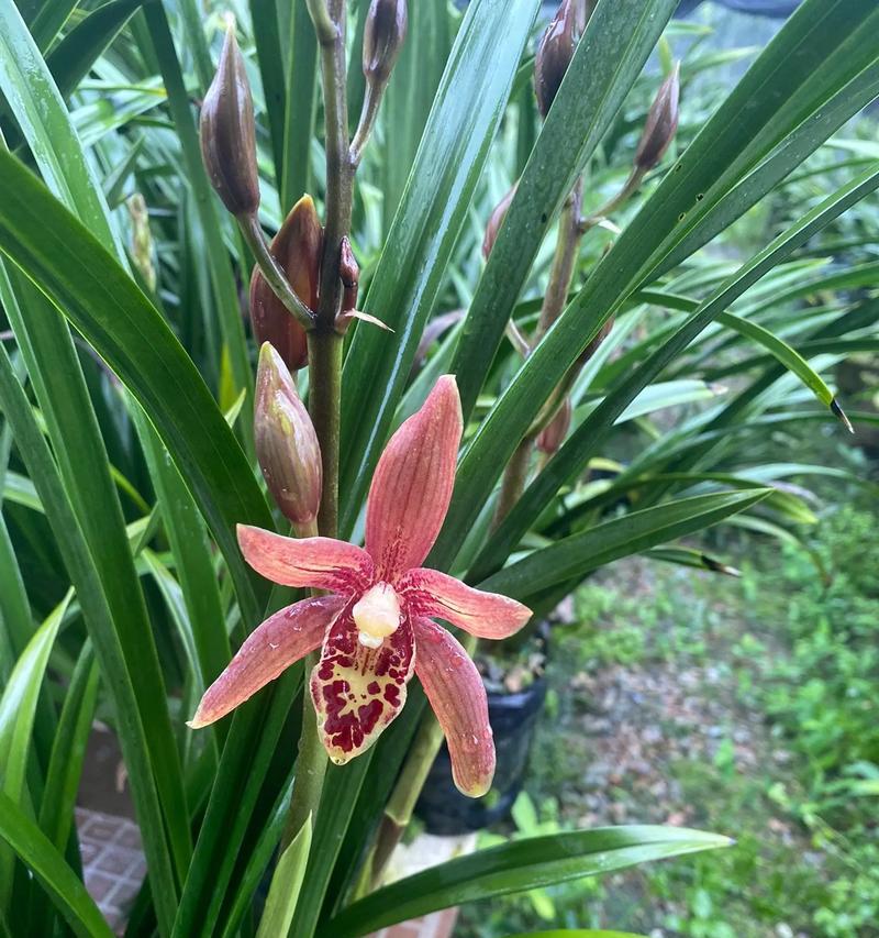 兰花的绽放之美（一朵花的故事）