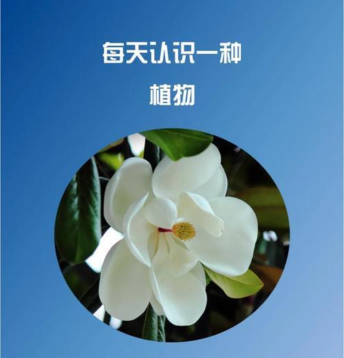 坚强之草——向生命的力量致敬（探索植物世界中的坚韧与勇气）