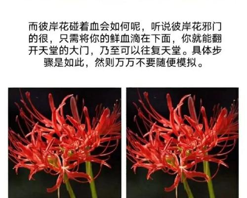 曼陀罗华的花语探秘（曼陀罗华）