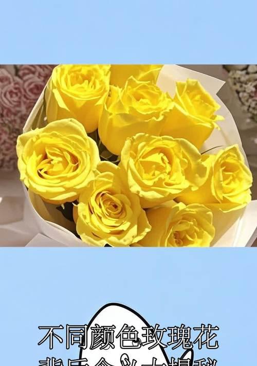 玫瑰花颜色的含义与象征（深入解析玫瑰花各色之意）