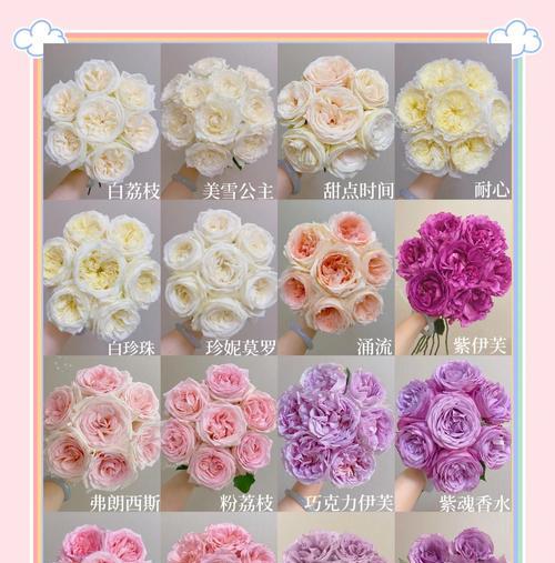 玫瑰花颜色的含义与象征（深入解析玫瑰花各色之意）