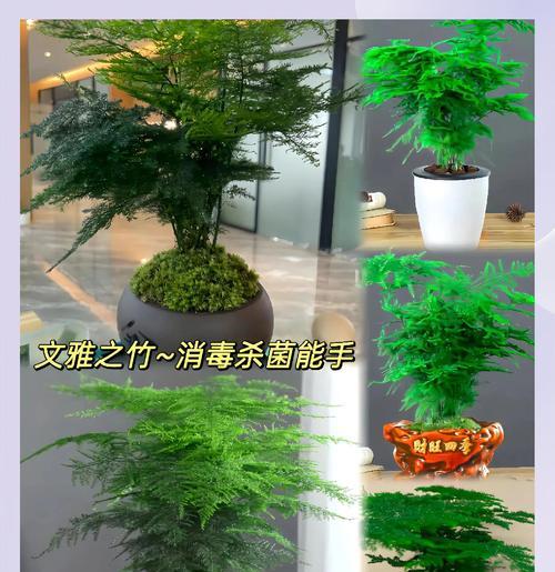 文竹的象征意义与人生哲理（草木之灵）