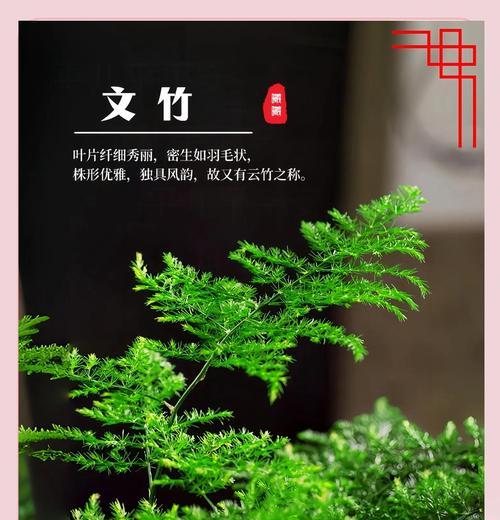 文竹的象征意义与人生哲理（草木之灵）