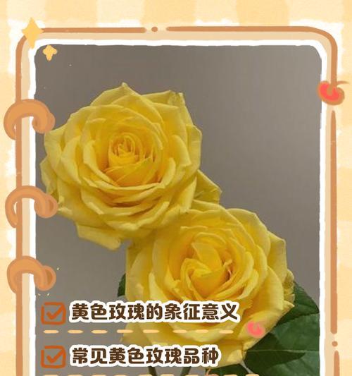 玫瑰花的特点与象征意义（一朵绽放的花朵，千般情感；解读玫瑰花的美与哲理）