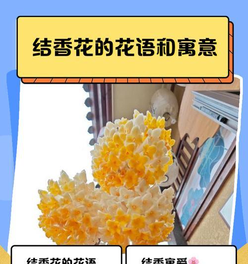 摇钱树（揭秘摇钱树的花语与文化象征，传递财富与繁荣的秘密）