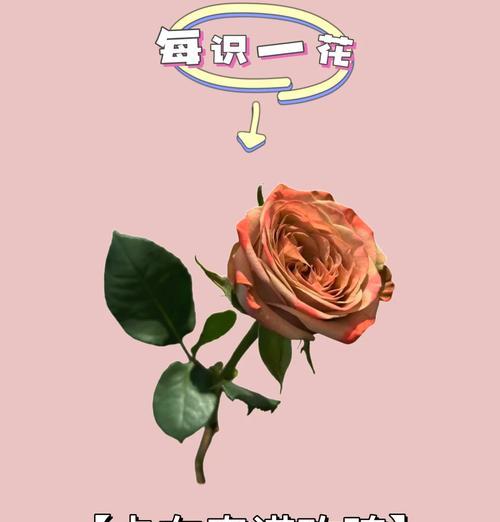 玫瑰花的特点与象征意义（一朵绽放的花朵，千般情感；解读玫瑰花的美与哲理）