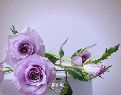 多头玫瑰九星蓝狐（探寻多头玫瑰九星蓝狐的奇妙花语）
