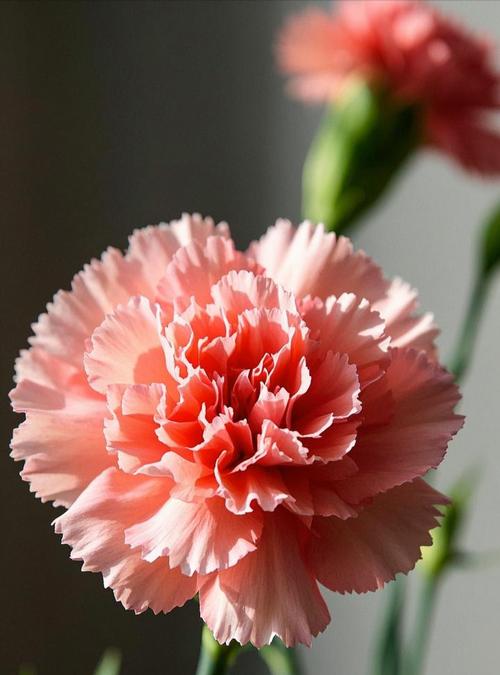 康乃馨花的寓意与象征意义（爱情与感恩的代表——康乃馨花）