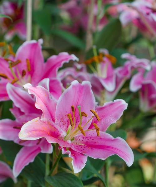 多层百合花的粉色寓意是什么？