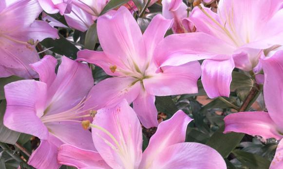 多层百合花的粉色寓意是什么？