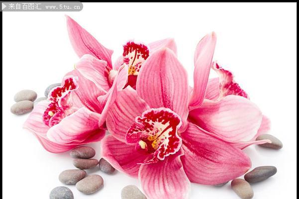 多层百合花的粉色寓意是什么？