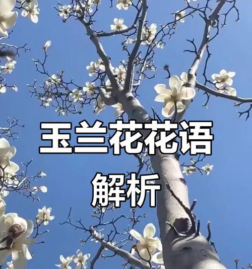 白色花象征什么？它们代表友谊的花语是什么？