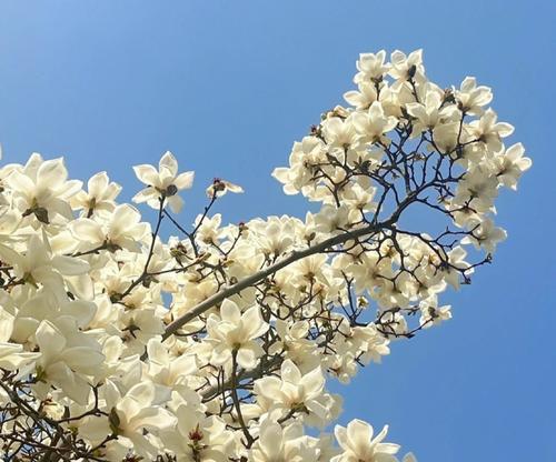 白色花象征什么？它们代表友谊的花语是什么？