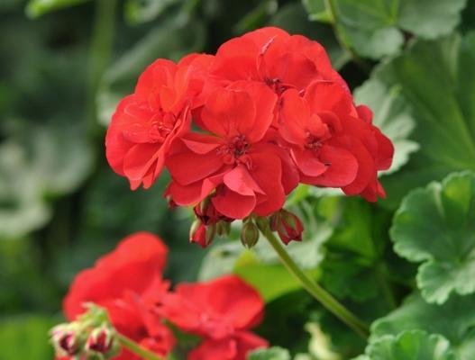 外国的节日花语有哪些？在国际节日中花卉的特殊含义是什么？