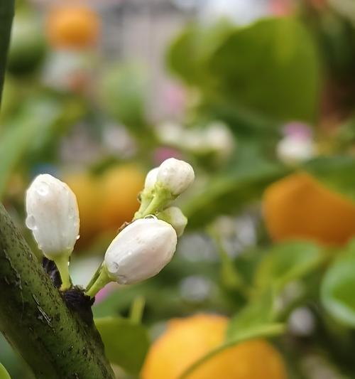 什么花的寓意是如意？黄色手捧花的含义是什么？
