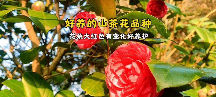 大红色花象征着什么？红色花朵的寓意有哪些？
