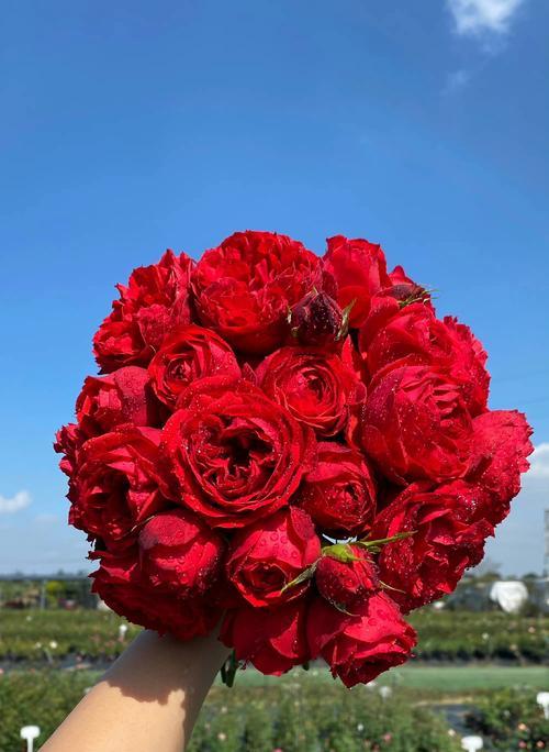 情人节送我一支花的寓意是什么？一支花的象征意义是什么？