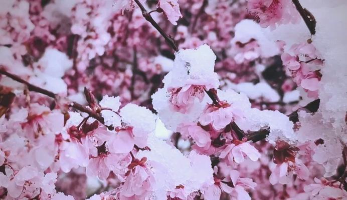 哪些花在传统文化中象征爱情和友情？