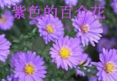 紫色百合花通常象征着什么？在不同场合有何不同含义？