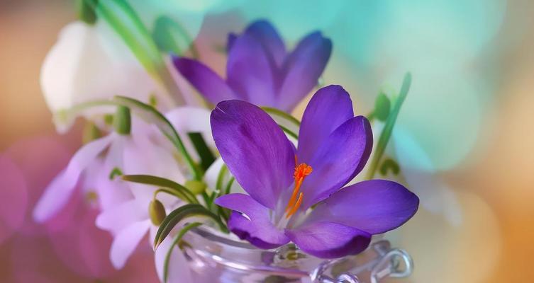紫色百合花通常象征着什么？在不同场合有何不同含义？