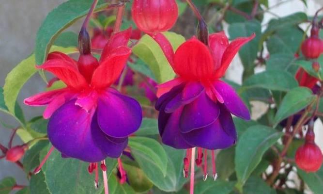 紫色百合花通常象征着什么？在不同场合有何不同含义？