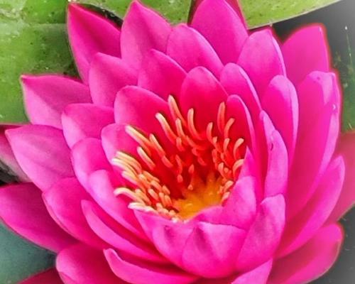 过节送老师花有何寓意？选择哪种花最合适？